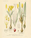 Crocus flavus ، Dutch yellow crocus